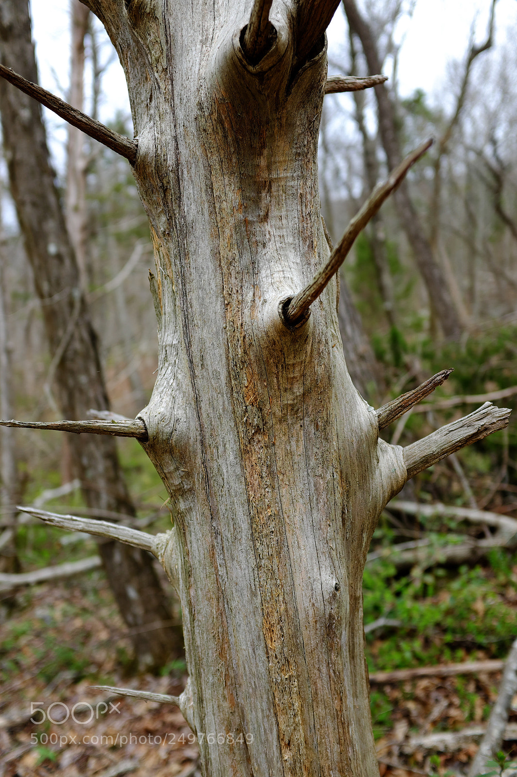 Fujifilm X100S sample photo. Dead cedar tree photography
