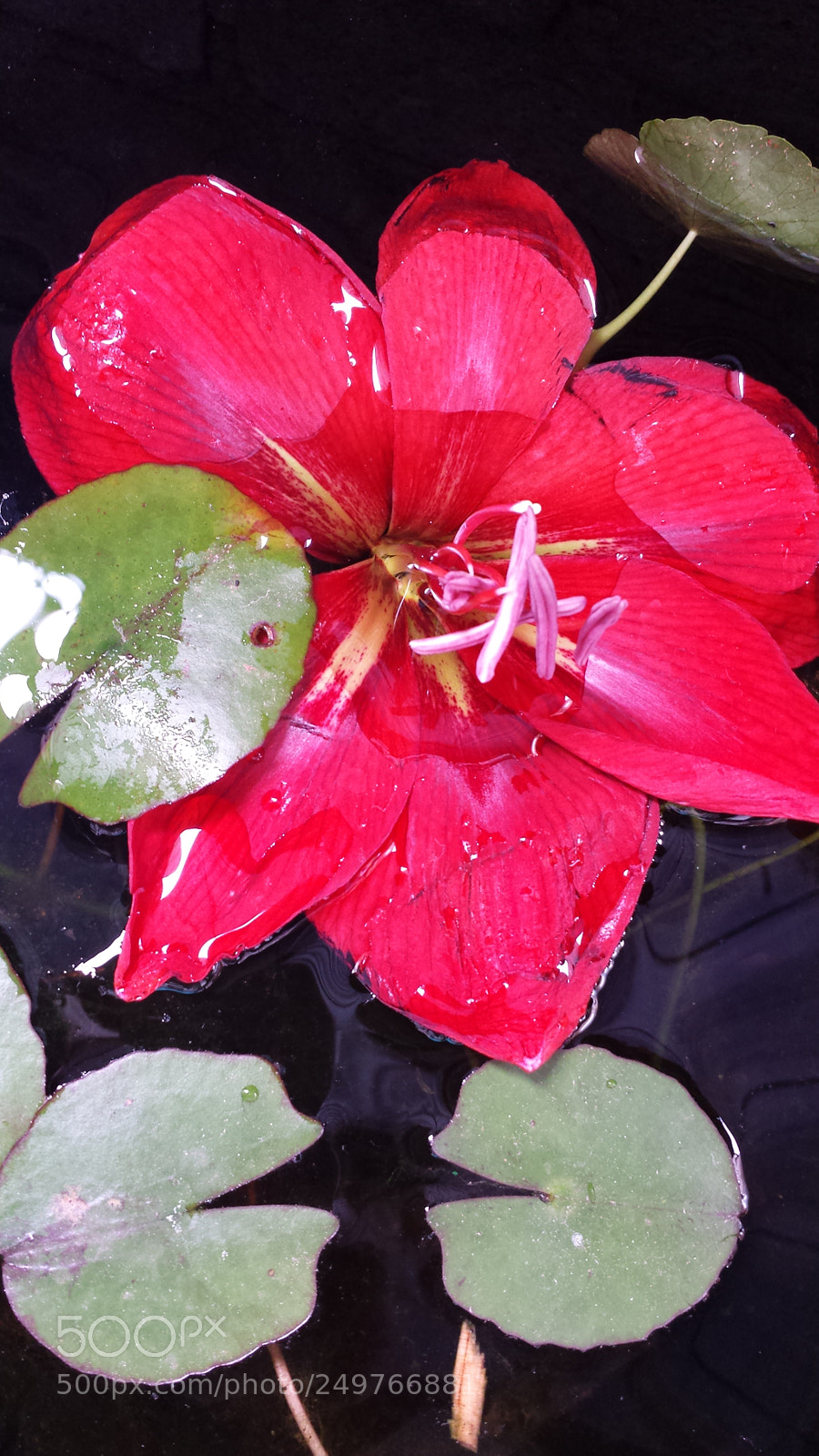 Samsung Galaxy S4 sample photo. Untitled photography