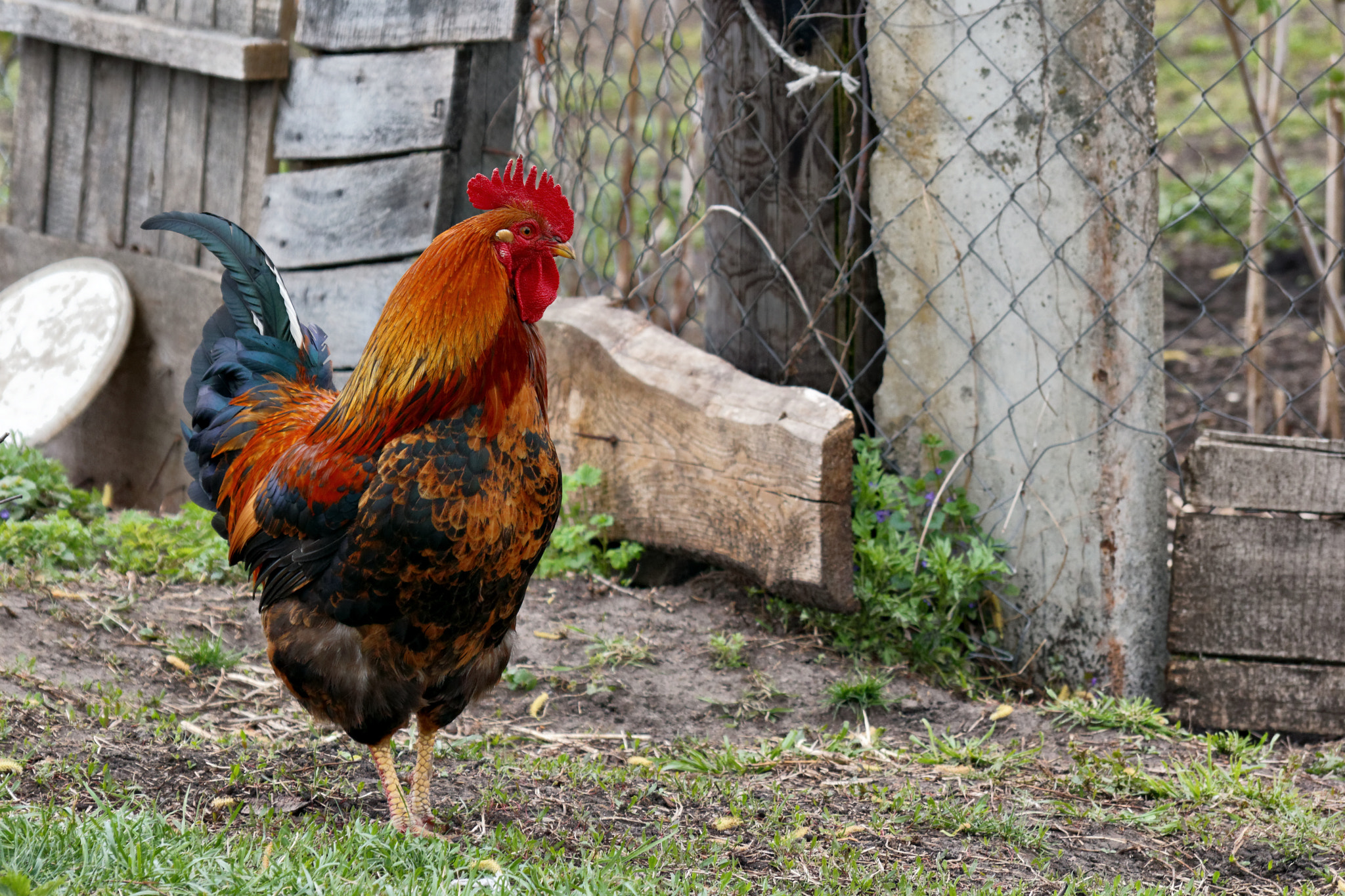 Sigma 50-200mm F4-5.6 DC OS HSM sample photo. Rooster photography