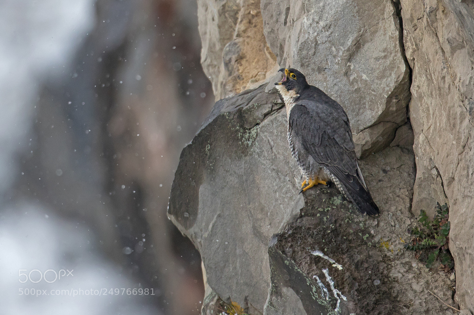 Canon EOS 7D Mark II sample photo. Peregrine falcon photography