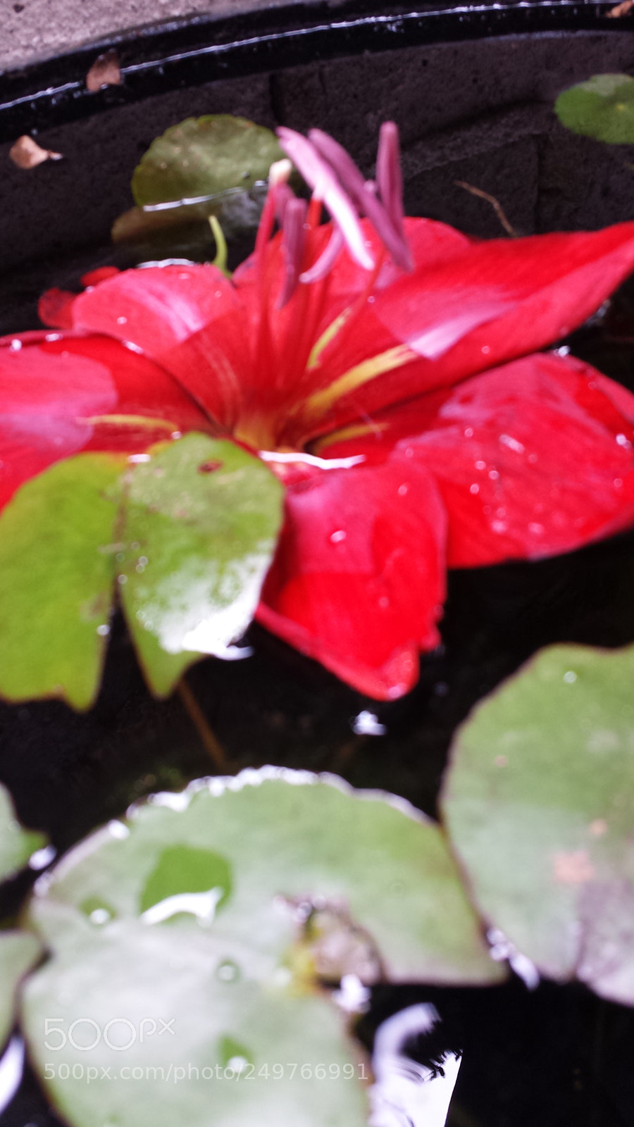 Samsung Galaxy S4 sample photo. Untitled photography