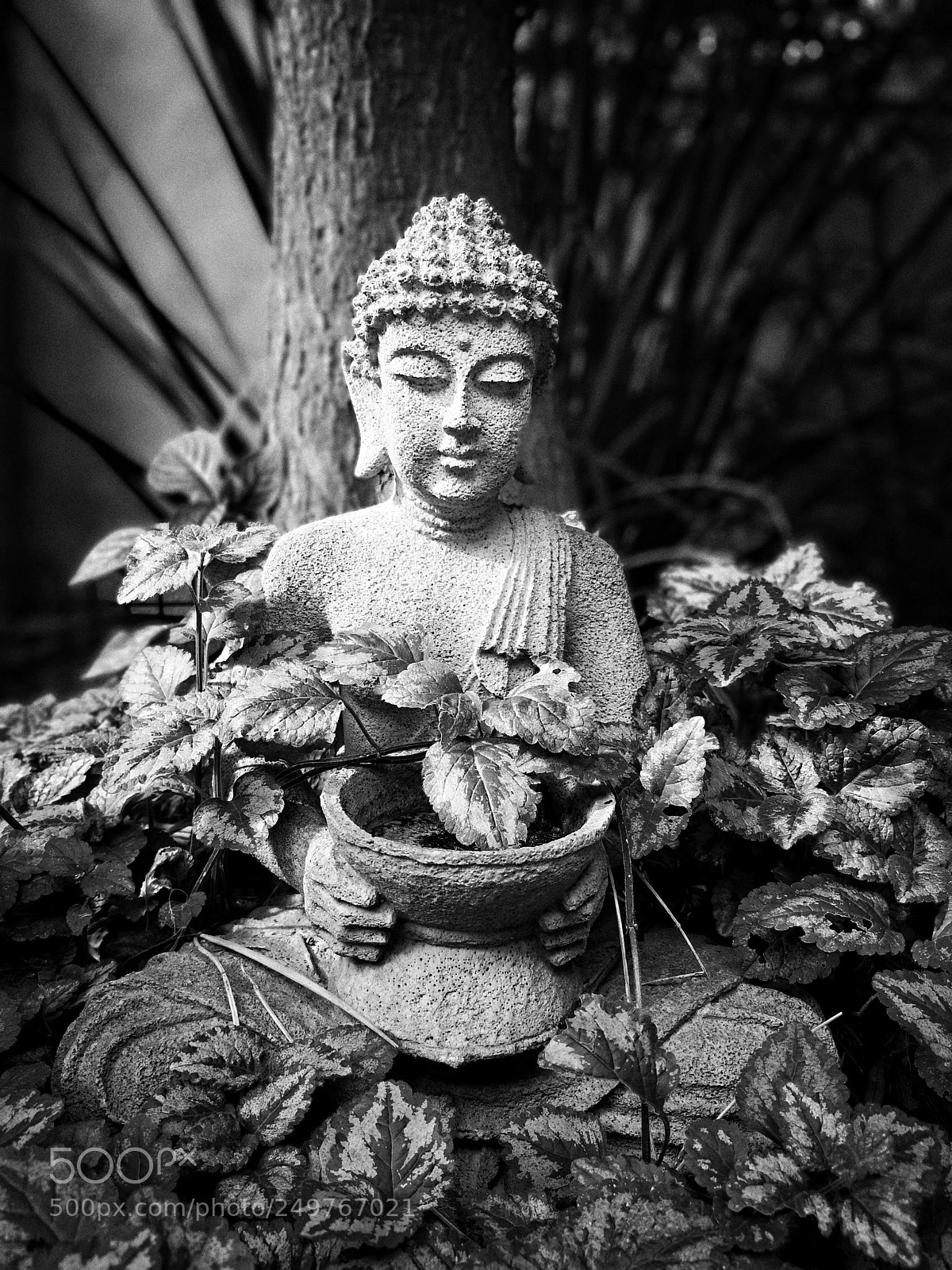 HUAWEI Mate 10 Pro sample photo. Peace photography