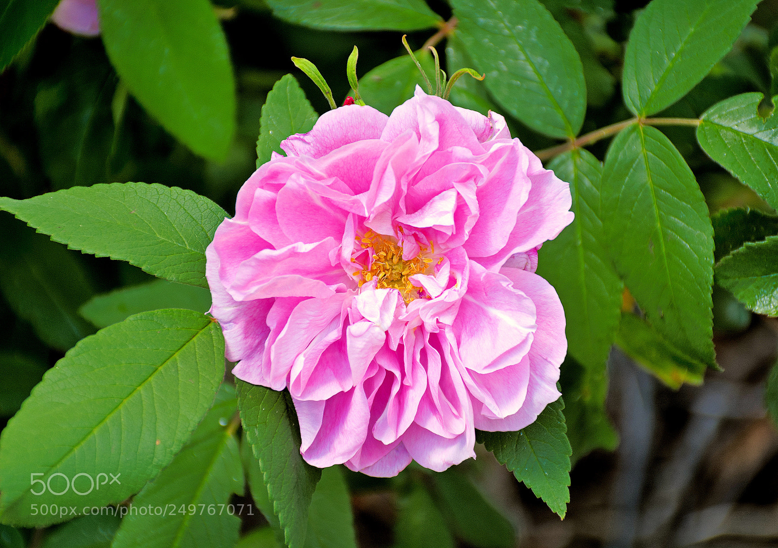Nikon D7100 sample photo. Winter park rose photography