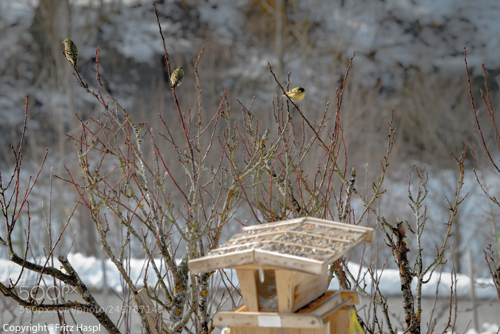 Nikon D800 sample photo. Three little birds.. photography