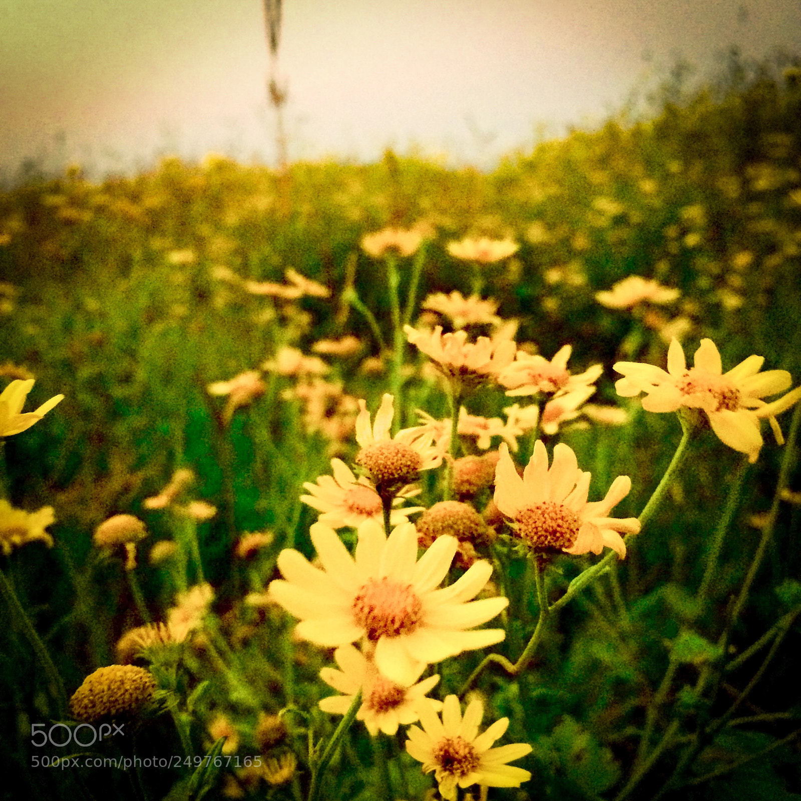 Apple iPhone 5s sample photo. Land full of chrysanthanamum's !! photography