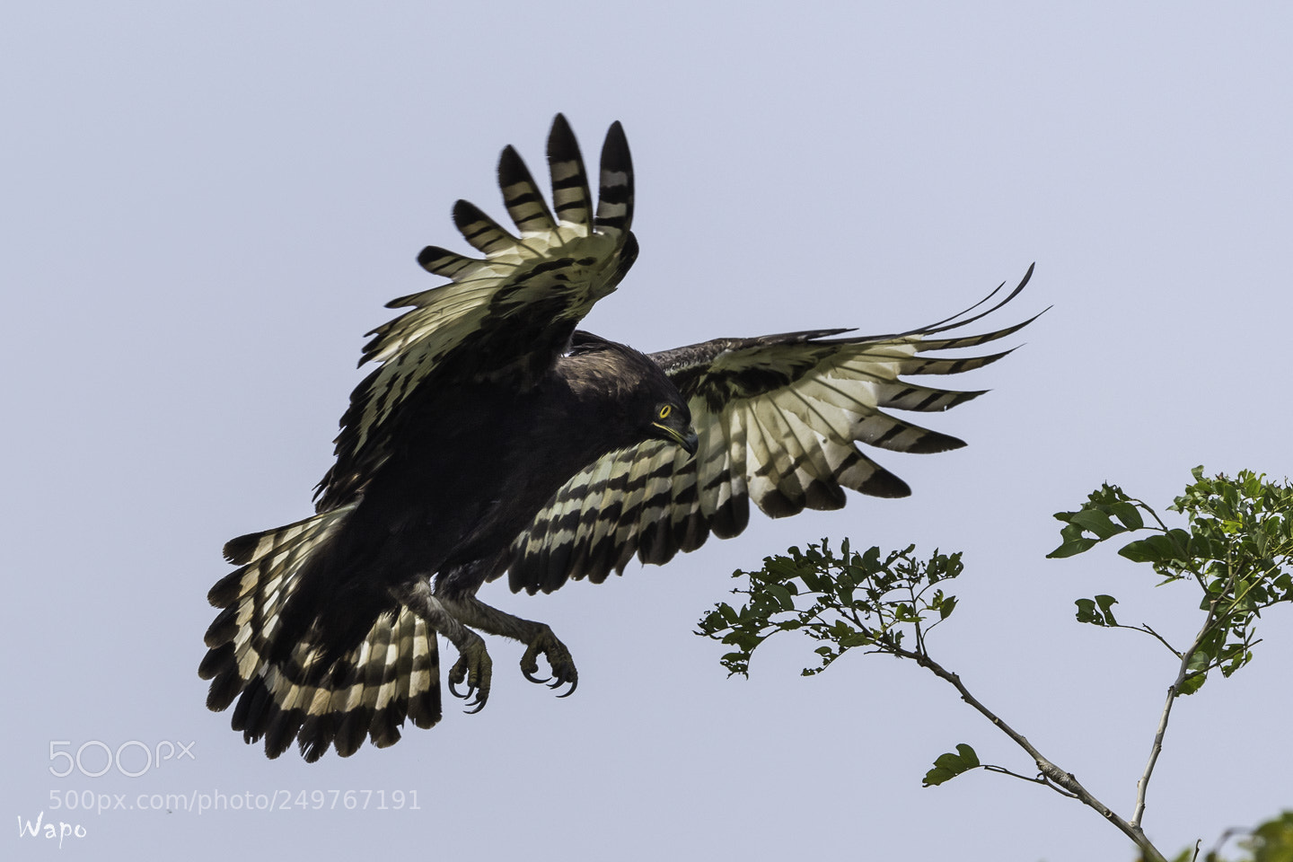 Nikon D500 sample photo. Long-crested eagle photography