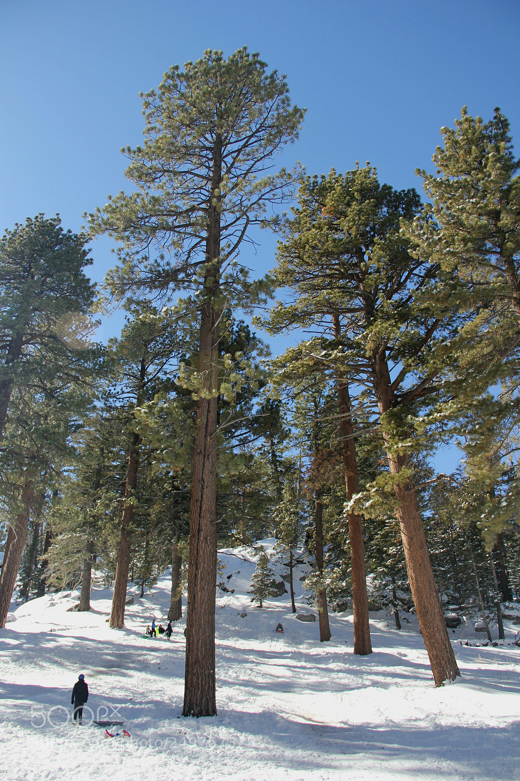 Canon EOS 60D sample photo. Mt. san jacinto trees photography