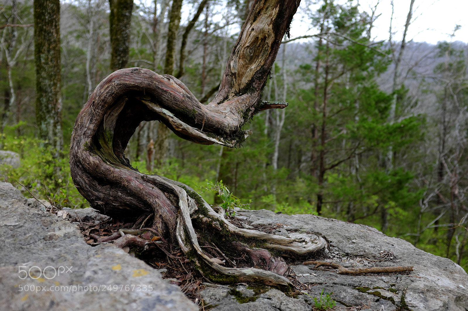 Fujifilm X100S sample photo. Bent tree photography