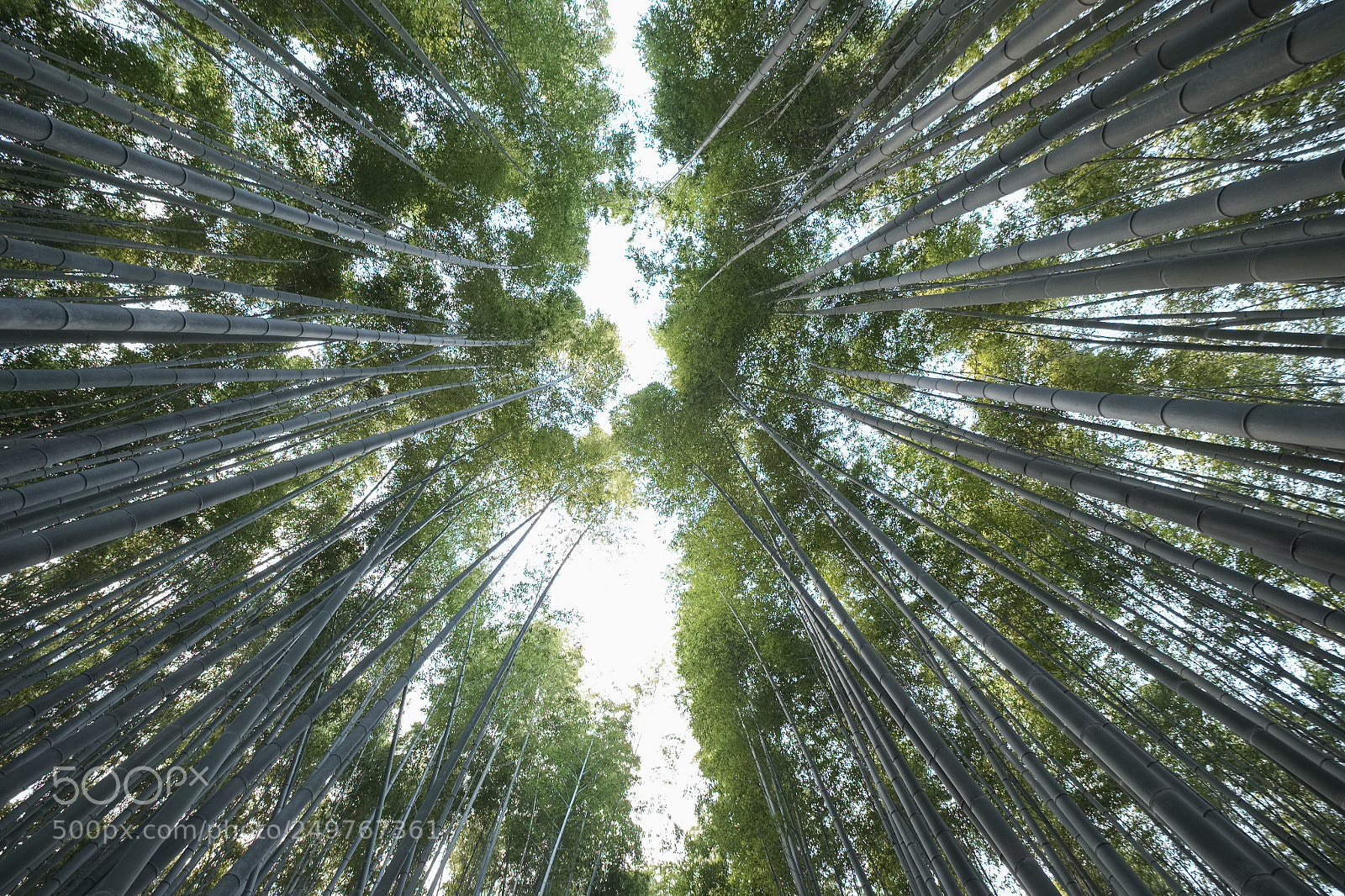 Fujifilm X-T1 sample photo. Bamboo forest photography