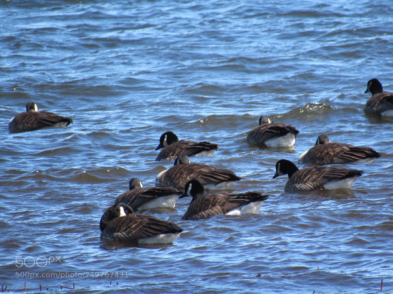 Canon PowerShot SX530 HS sample photo. A little rough today photography