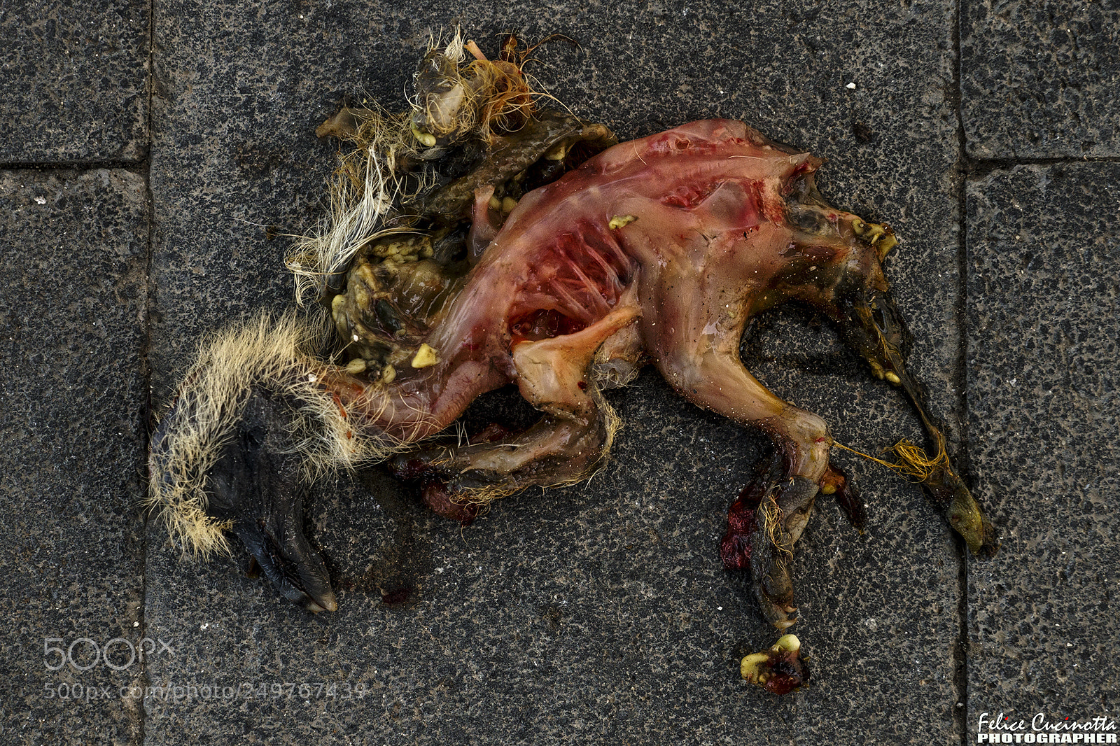 Sony SLT-A99V sample photo. Post mortem a1 photography