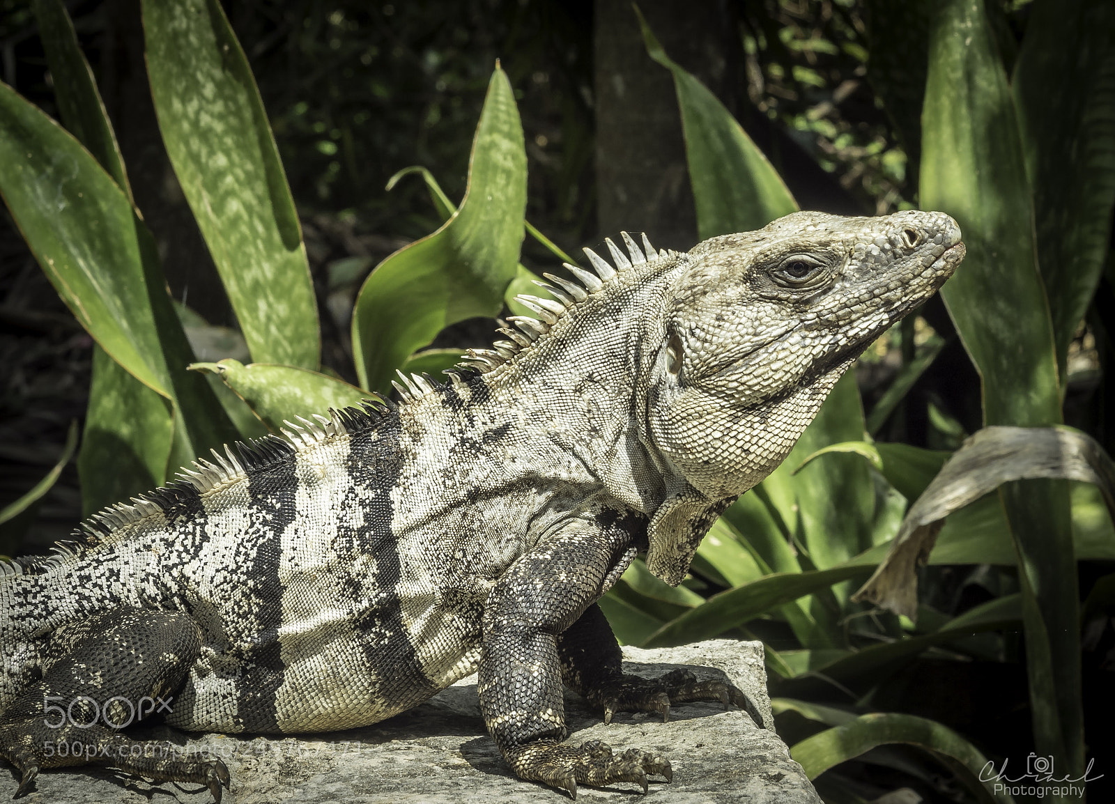 Olympus OM-D E-M5 II sample photo. Godzilla photography