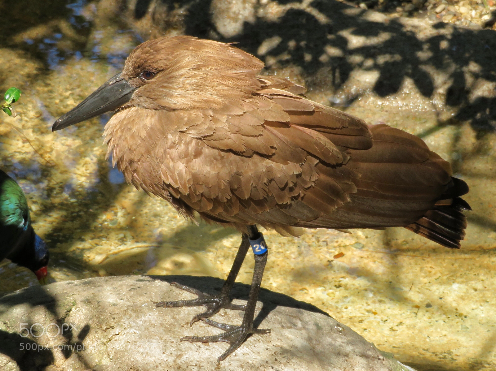 Canon PowerShot SX720 HS sample photo. Hamerkop photography