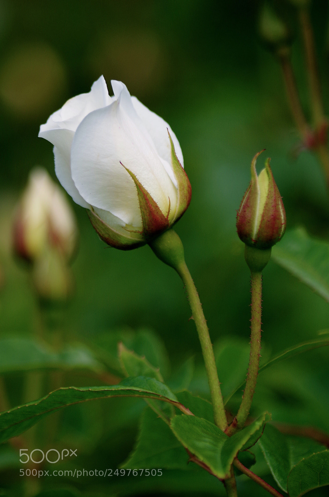 Pentax K-50 sample photo. White roses  photography