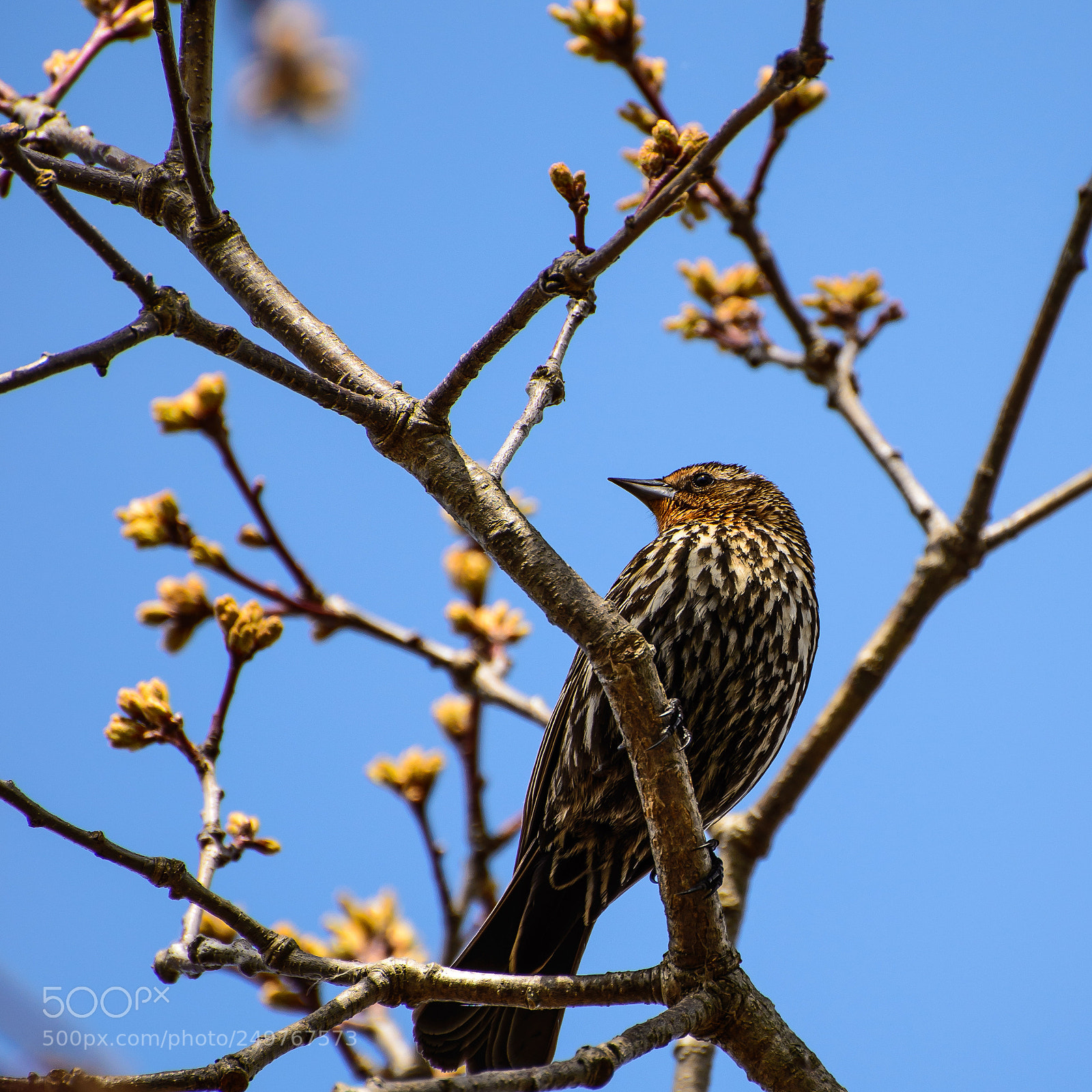 Nikon D610 sample photo. Rondeau photography