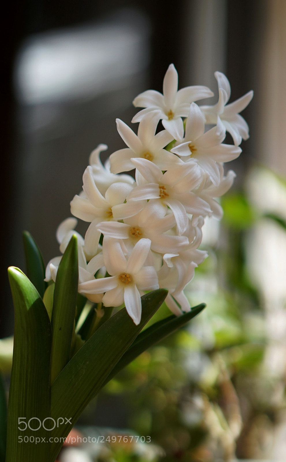 Sony a7R II sample photo. Untitled photography