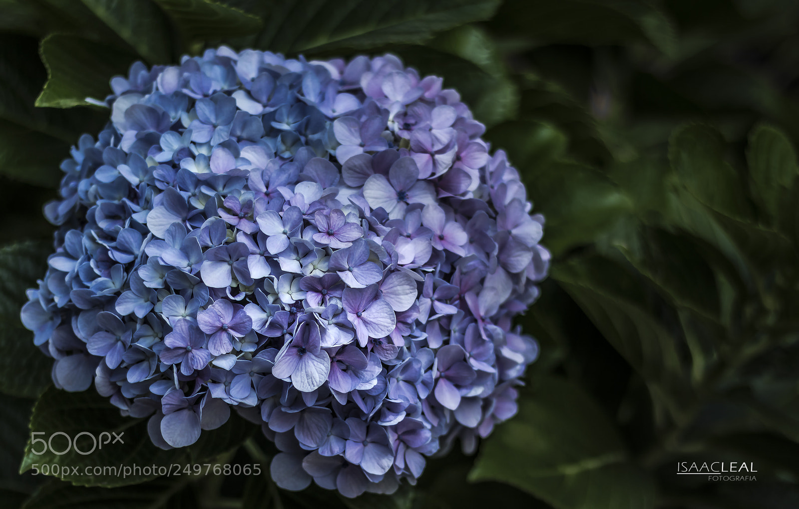 Canon EOS 750D (EOS Rebel T6i / EOS Kiss X8i) sample photo. Florata photography