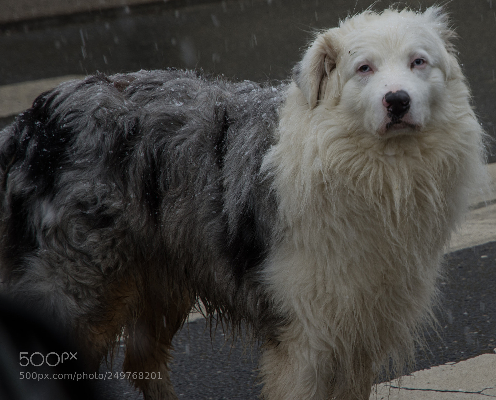 Nikon D7200 sample photo. Dog in the snow photography