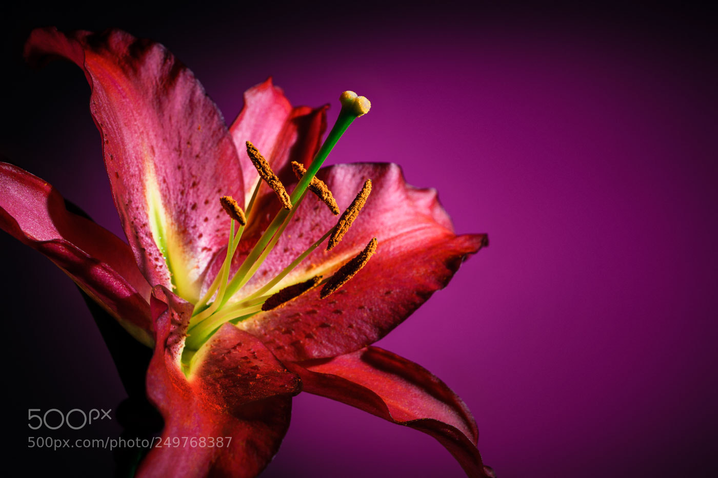 Sony ILCA-77M2 sample photo. Lily photography