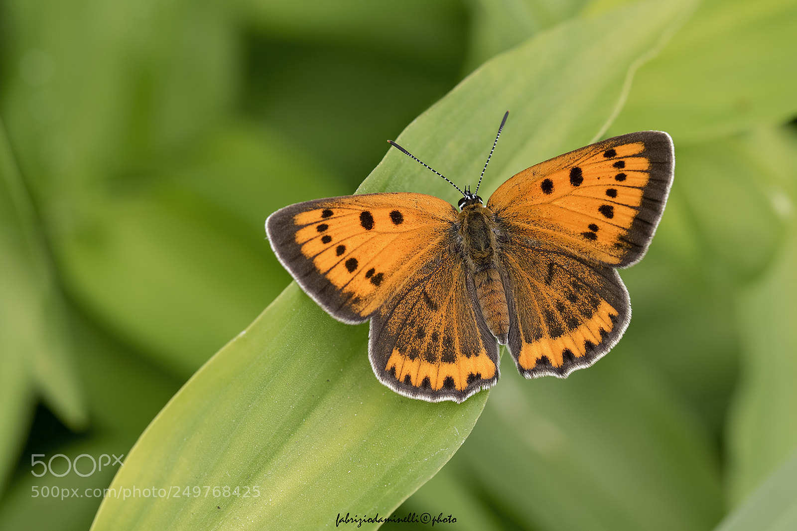 Canon EOS 7D Mark II sample photo. Small copper photography