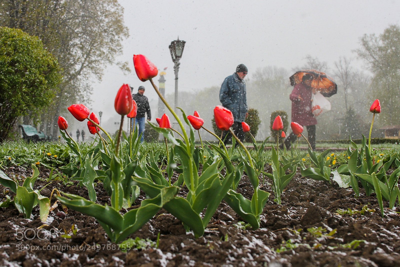 Canon EOS 7D sample photo. Tulips in the center photography