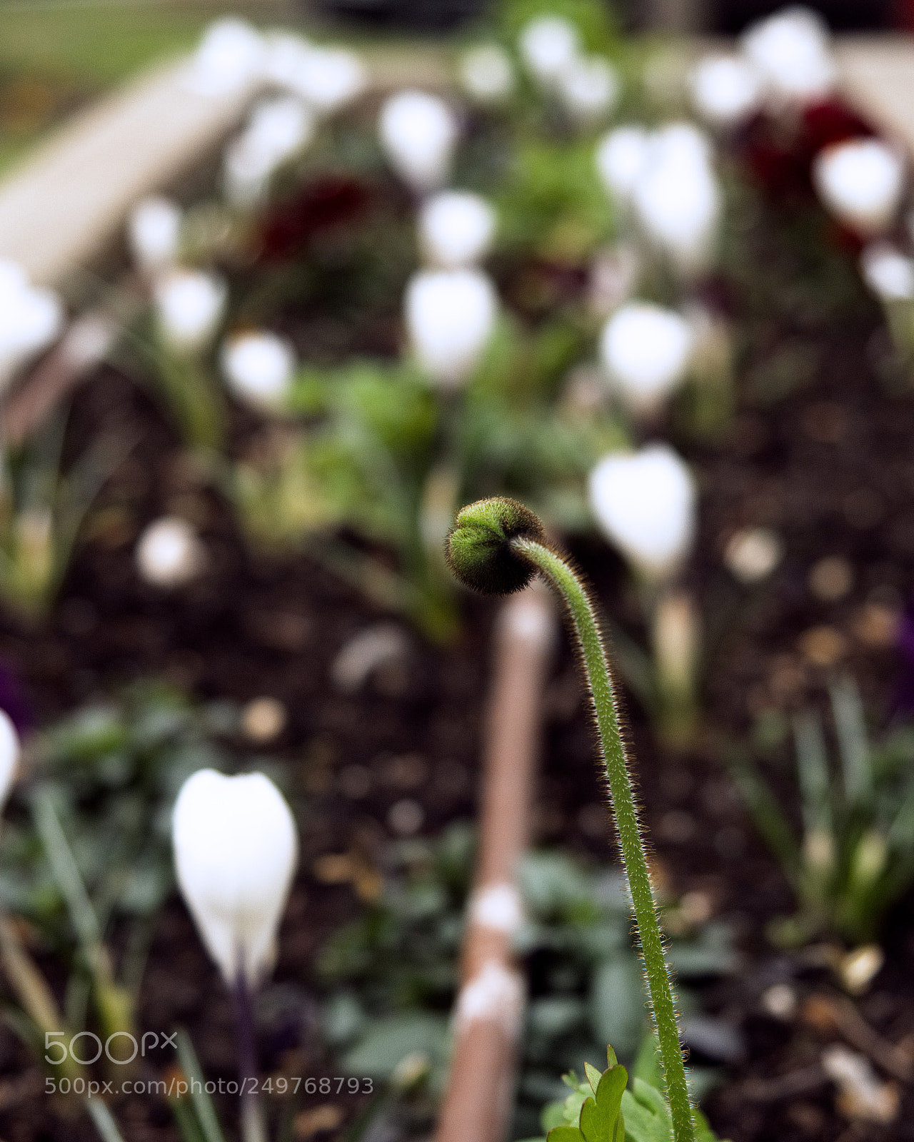 Panasonic Lumix DC-GH5 sample photo. Périscope photography