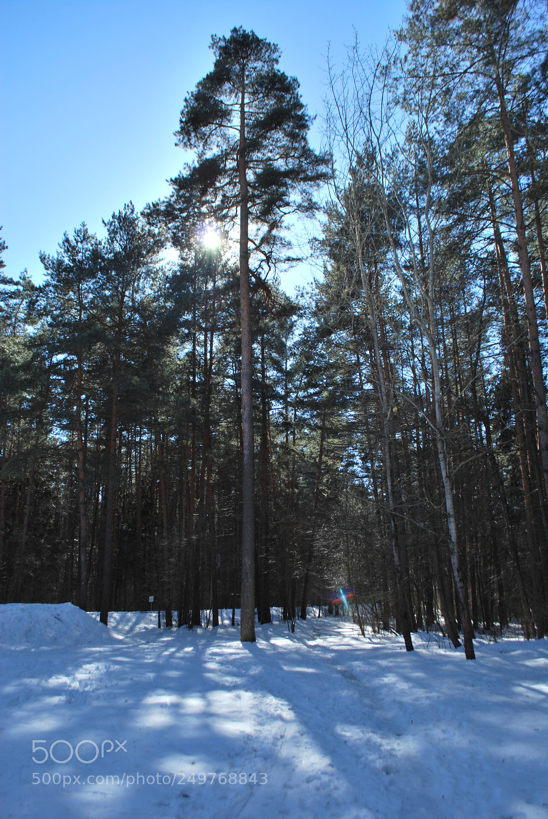 Nikon D60 sample photo. Parks of minsk photography
