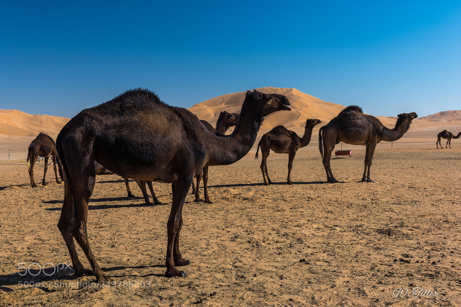 Nikon D810 sample photo. Rub al-khali photography
