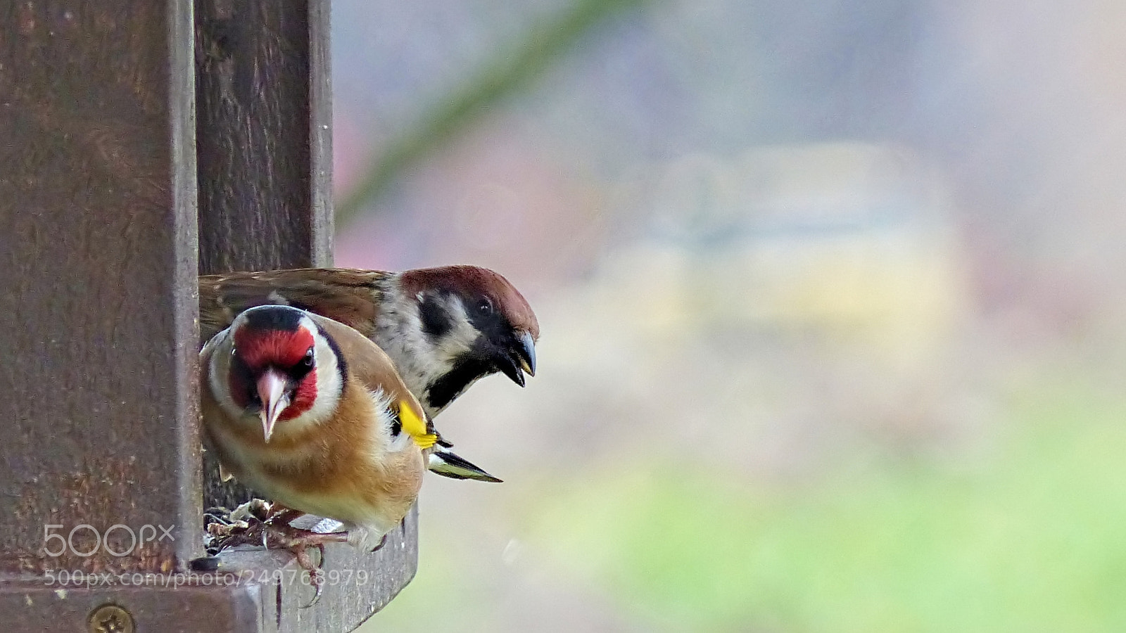 Panasonic Lumix DMC-FZ200 sample photo. Goldfinch and sparrow photography