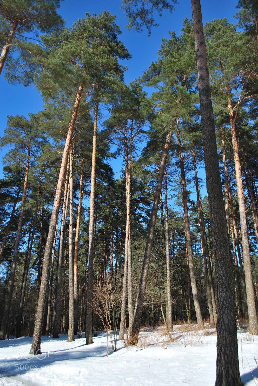 Nikon D60 sample photo. Parks of minsk photography