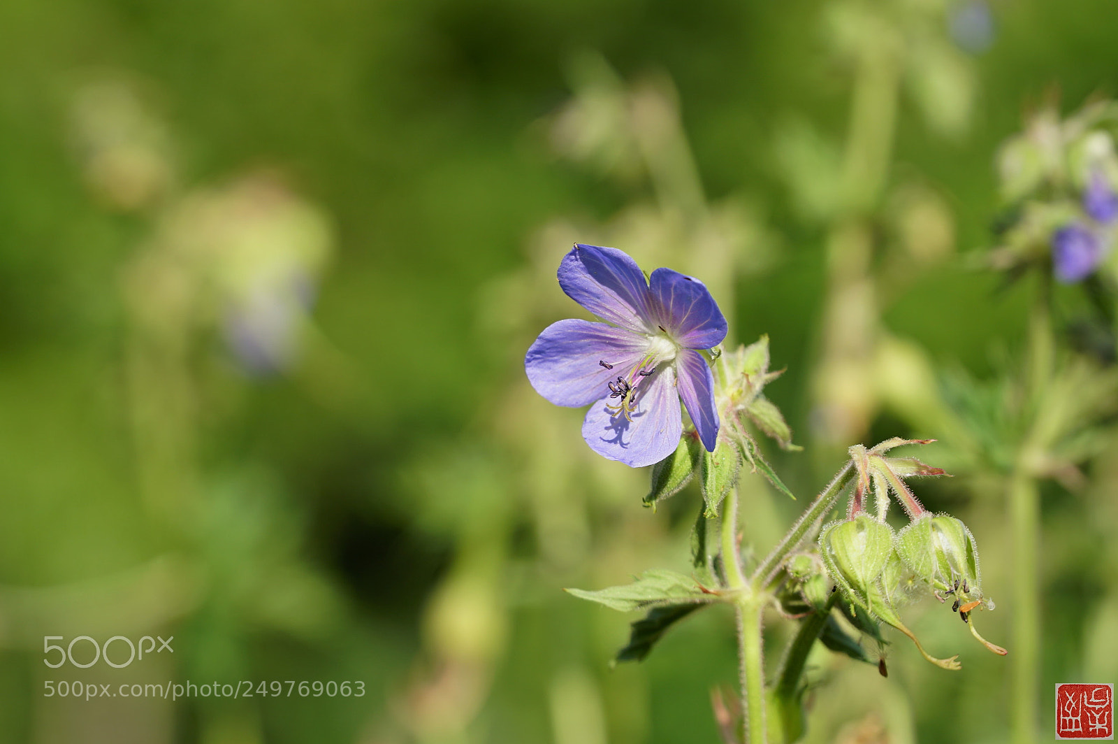 Sony a6500 sample photo. Geranium pratense l. photography