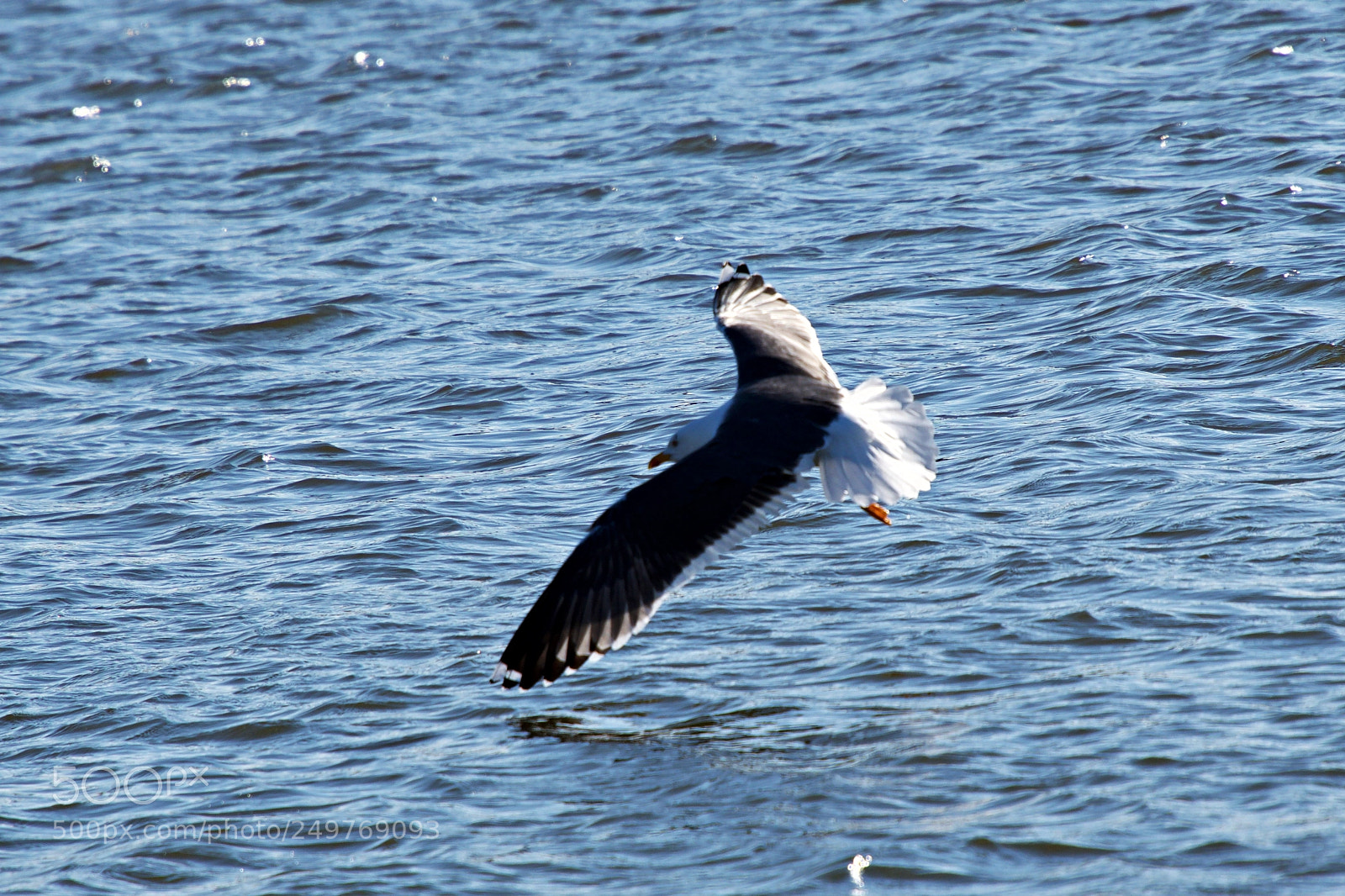 Nikon D500 sample photo. Low level flight photography