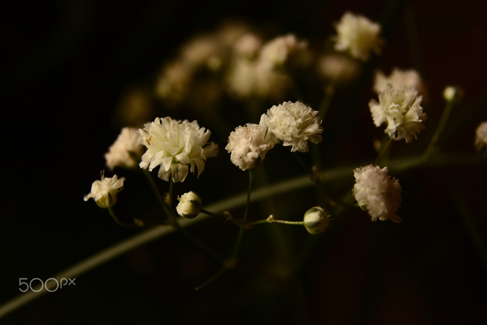 Nikon D7100 sample photo. Litle flower photography