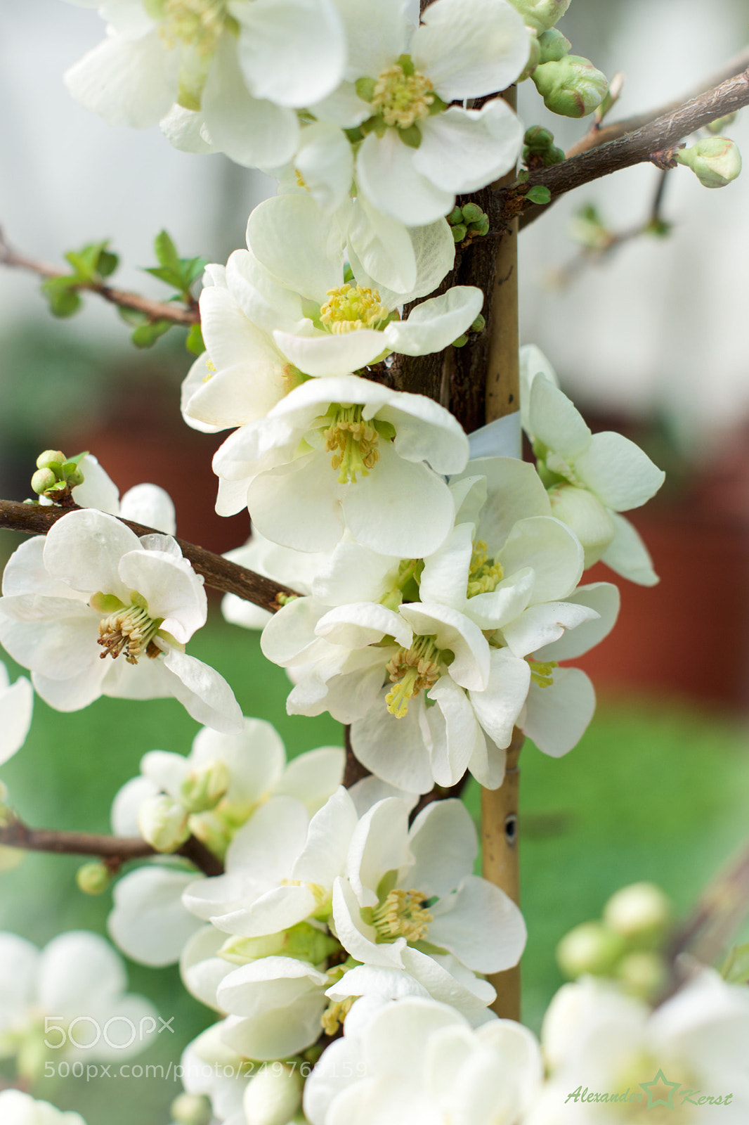 Nikon D7200 sample photo. Spring photography