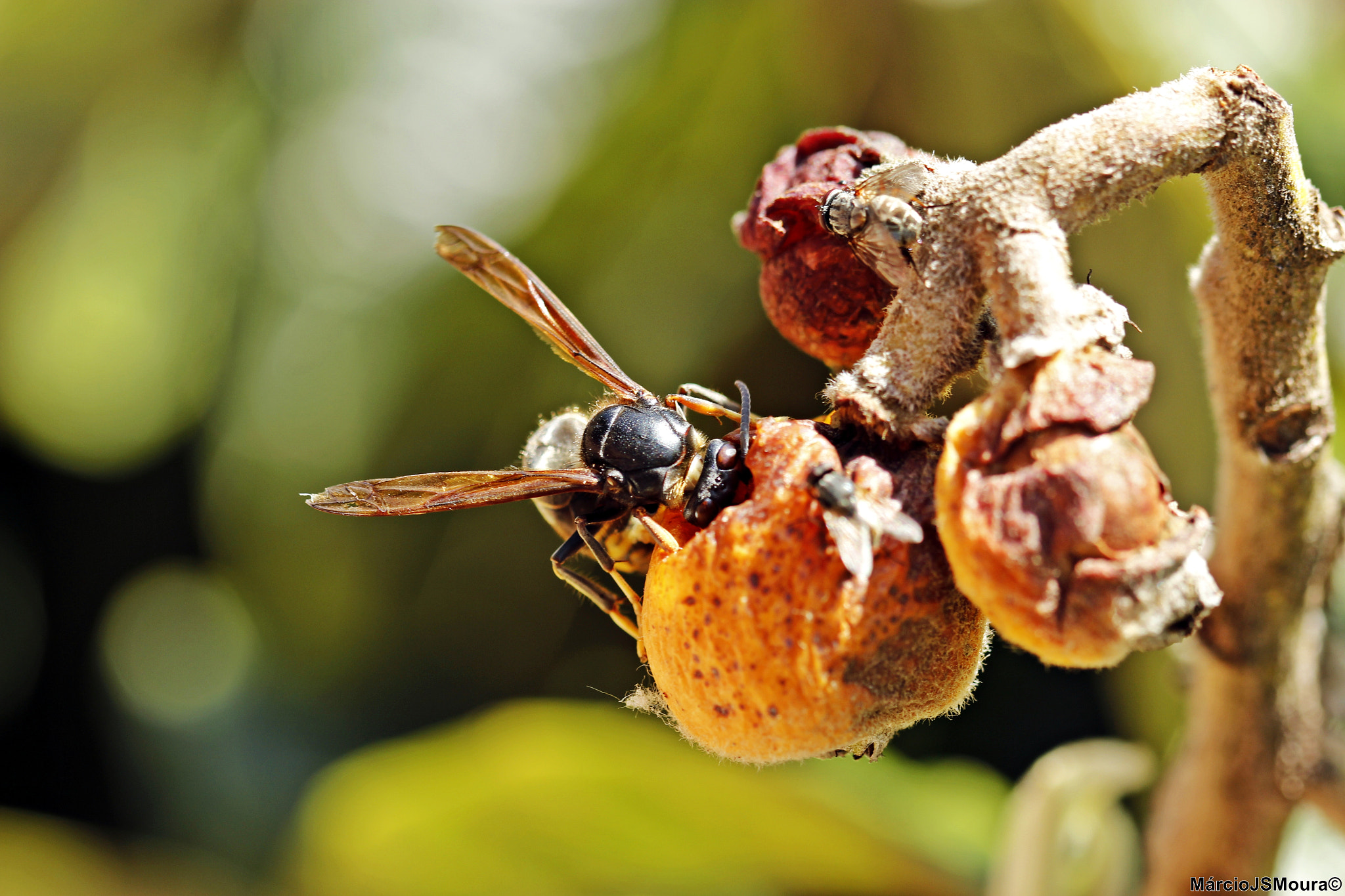 Sigma 24-105mm f/4 DG OS HSM | A sample photo. Doce (sweet) photography