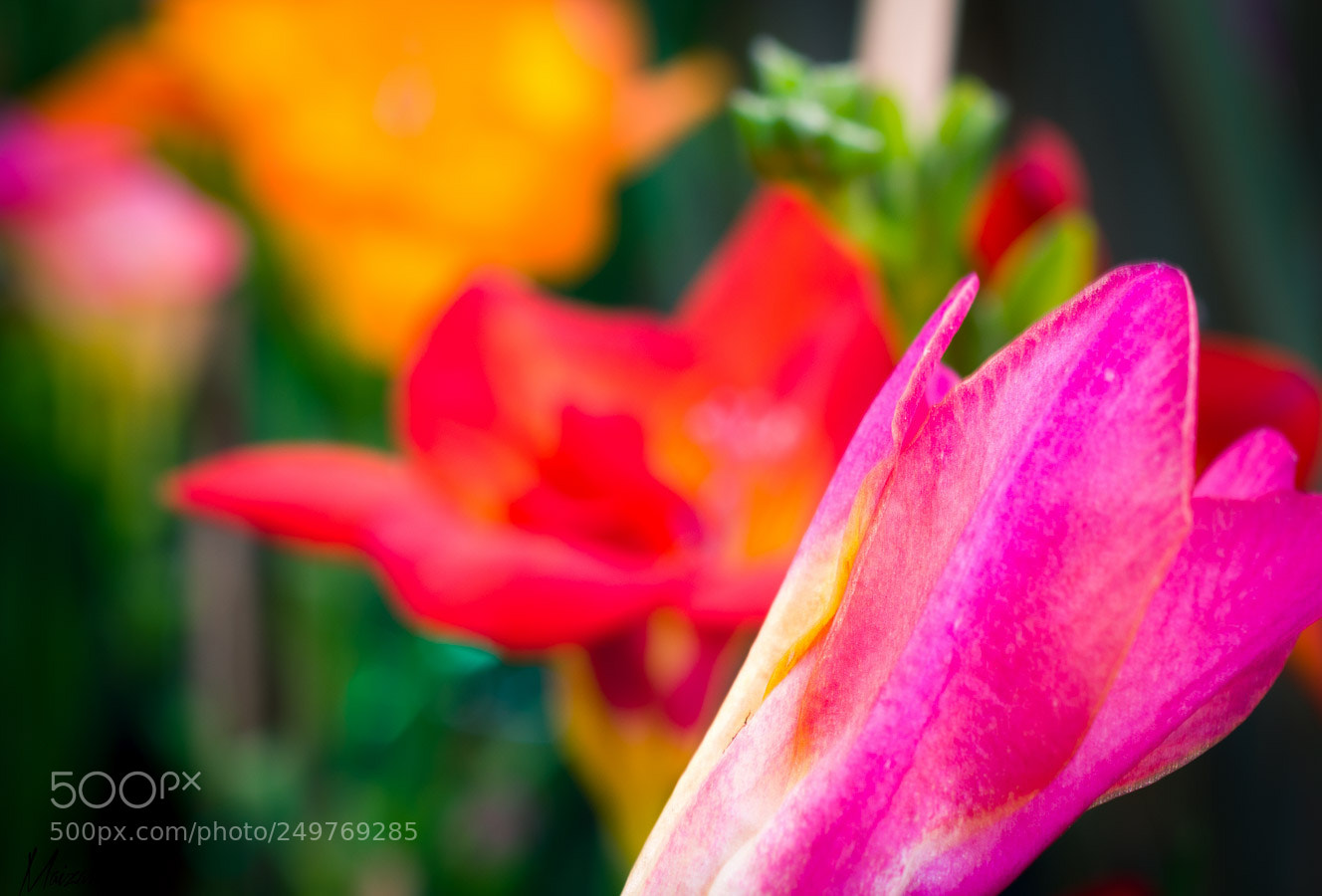 Nikon D3400 sample photo. Profundidad y color. photography