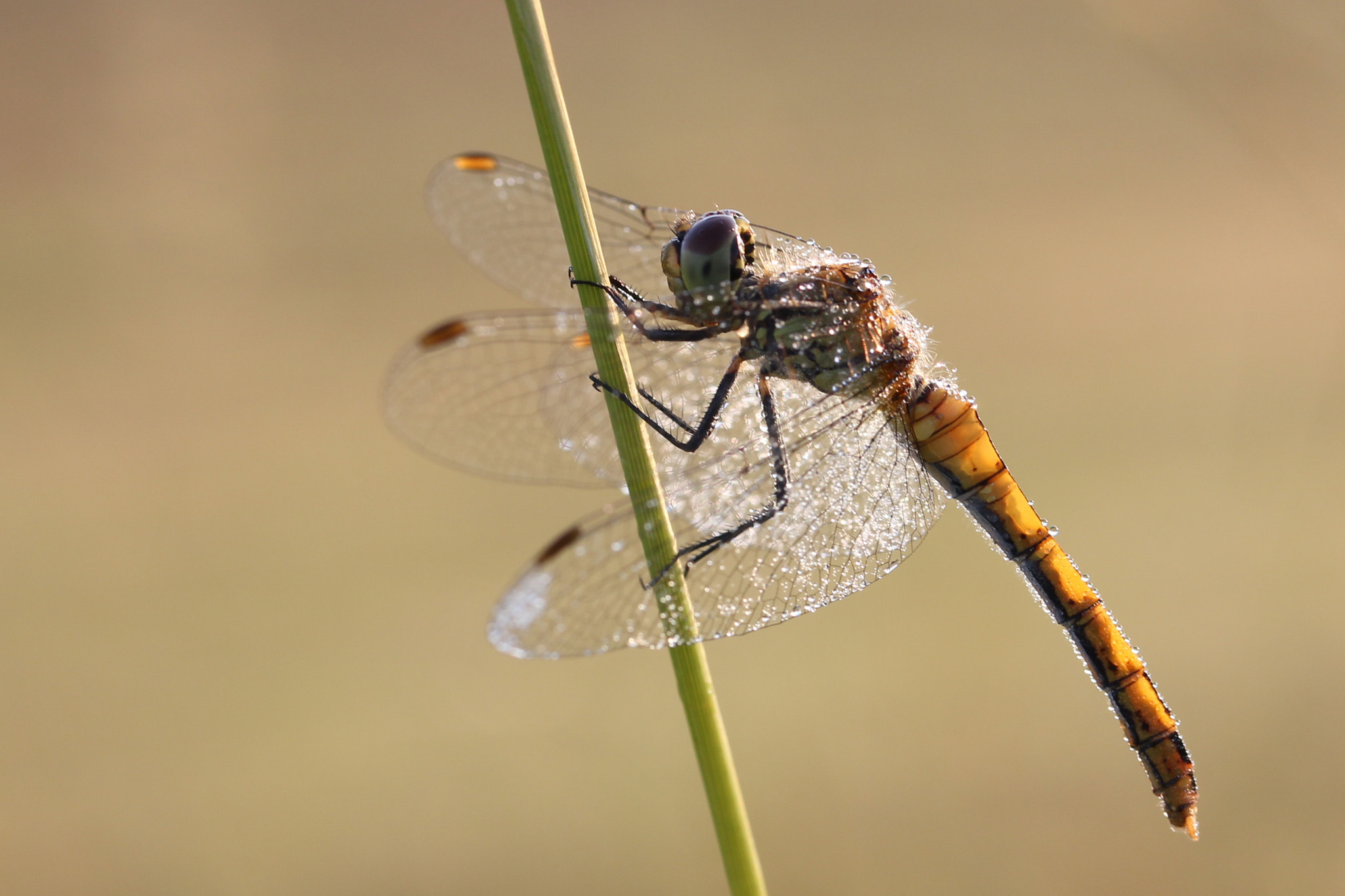 Canon EF-S 60mm F2.8 Macro USM sample photo. Sunbathing photography