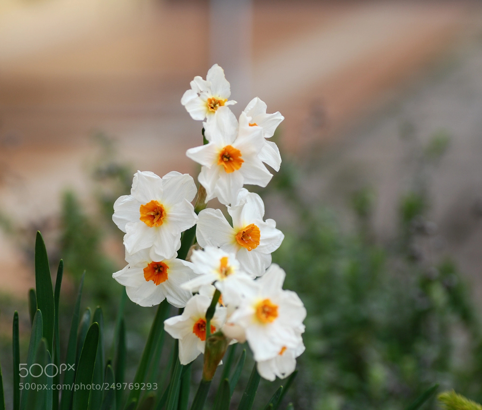 Nikon D80 sample photo. Daffodils photography