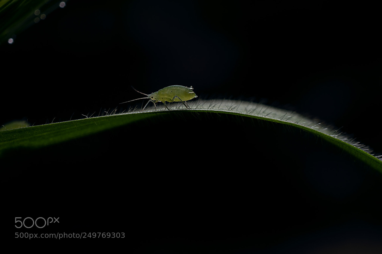 Nikon D5300 sample photo. Aphids photography
