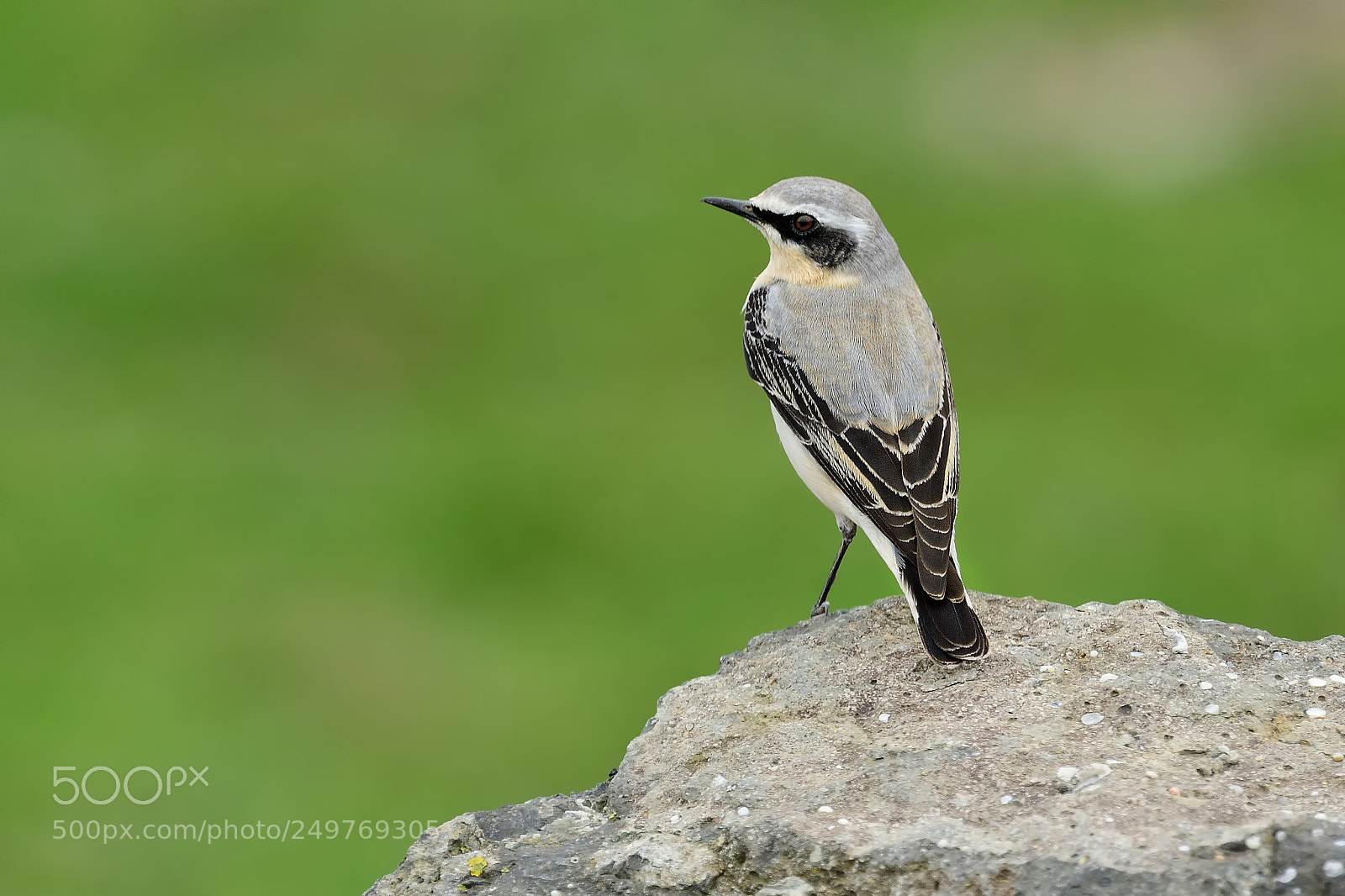 Nikon D500 sample photo. Isabelline wheatear photography