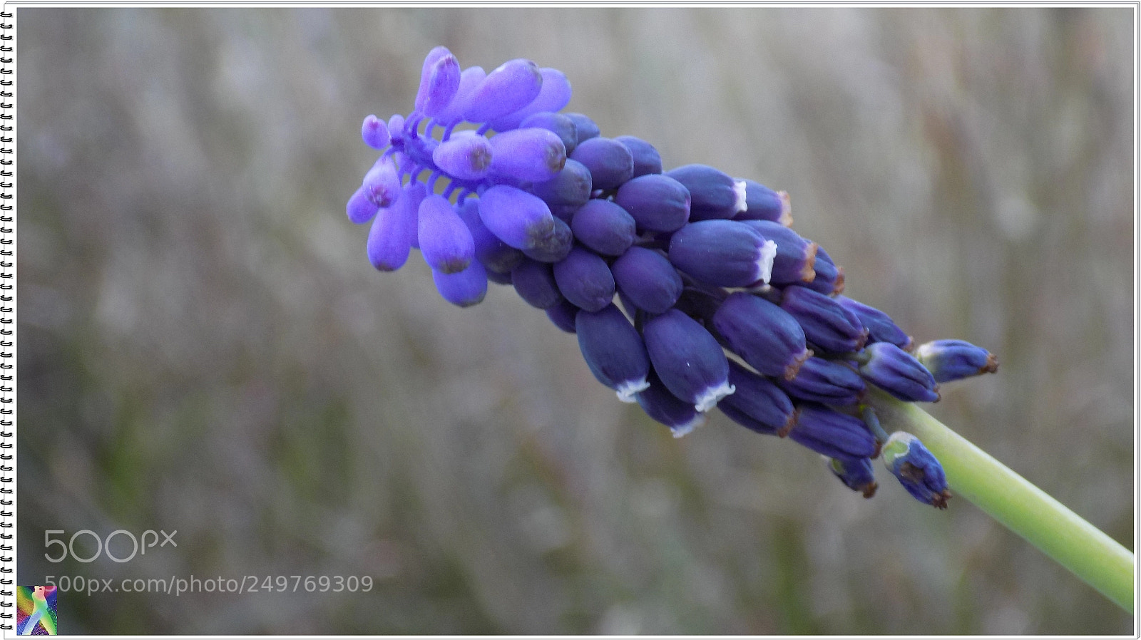 Nikon COOLPIX L340 sample photo. Nazareno-(muscari neglectum) photography