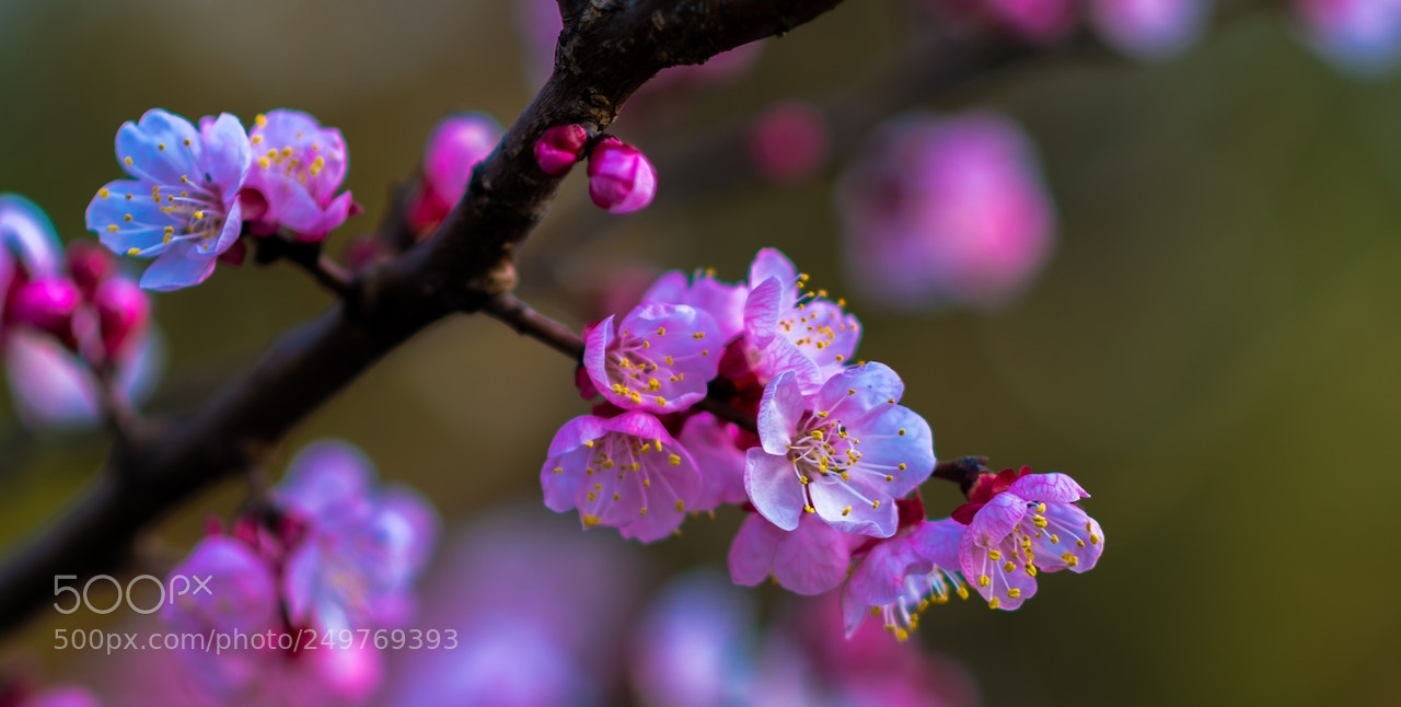 Nikon D810 sample photo. Cherry blossom photography