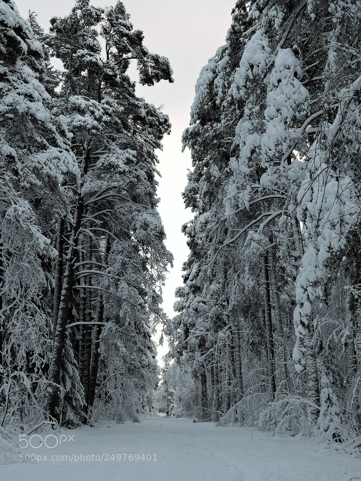 Nikon Coolpix P600 sample photo. Walk in the winter photography