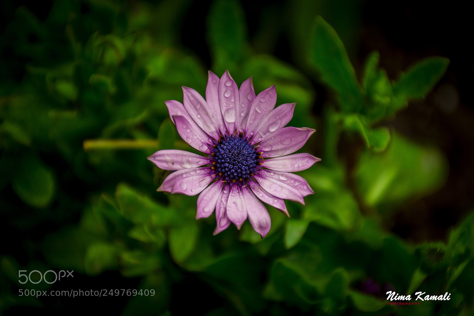 Nikon D7100 sample photo. Wild flower photography