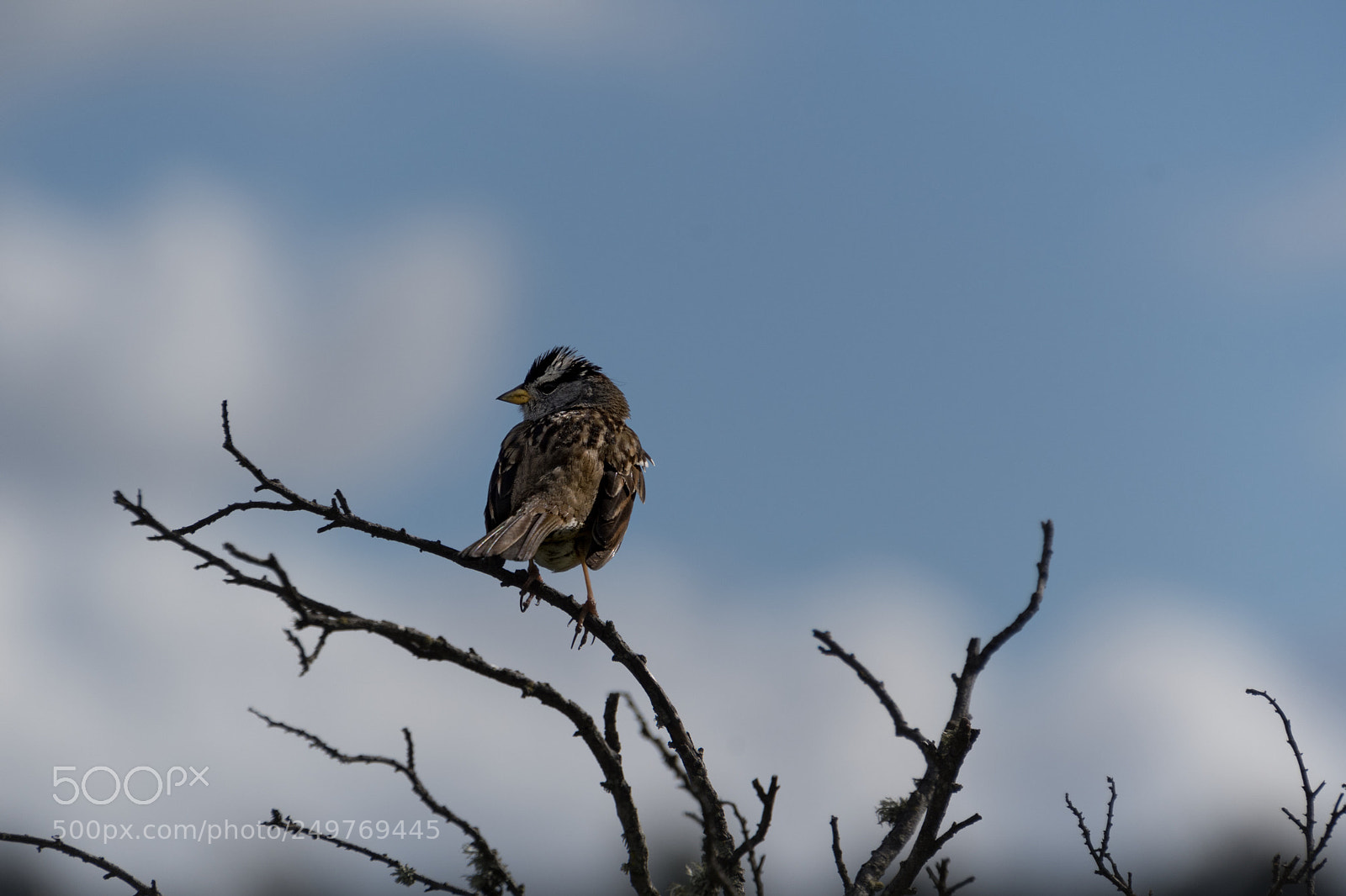 Nikon D500 sample photo. Branching out. photography