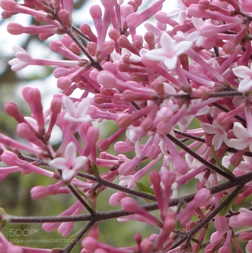 Sony Cyber-shot DSC-RX100 II sample photo. () cvp lot photography