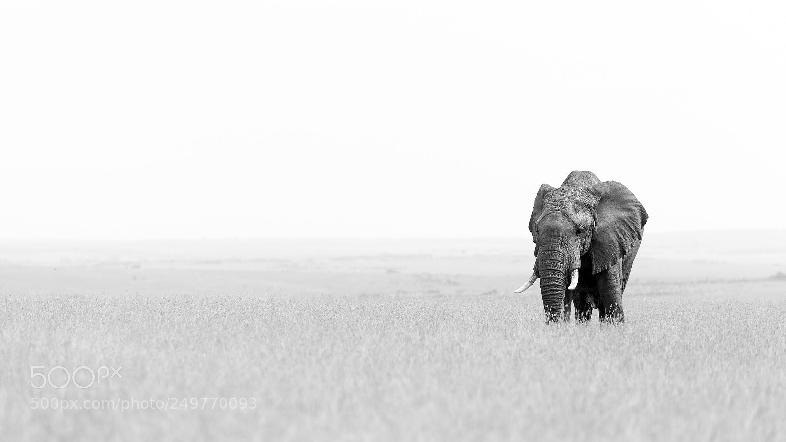 Canon EOS-1D X Mark II sample photo. Elephant bull photography