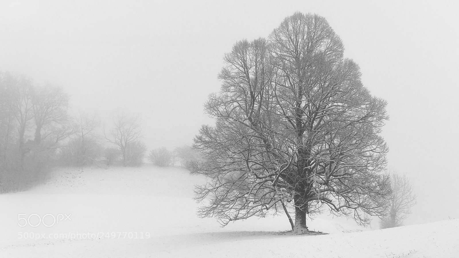 Sony a7R II sample photo. Tree photography
