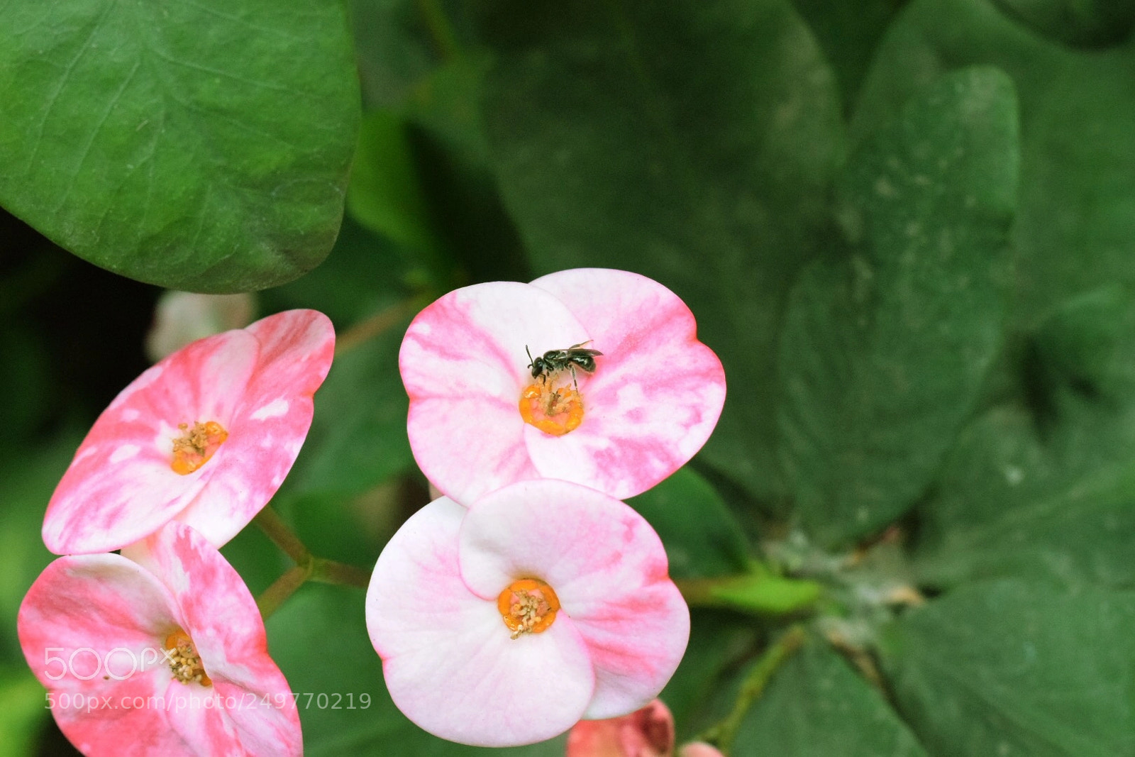 Nikon D5300 sample photo. Macro 3 photography