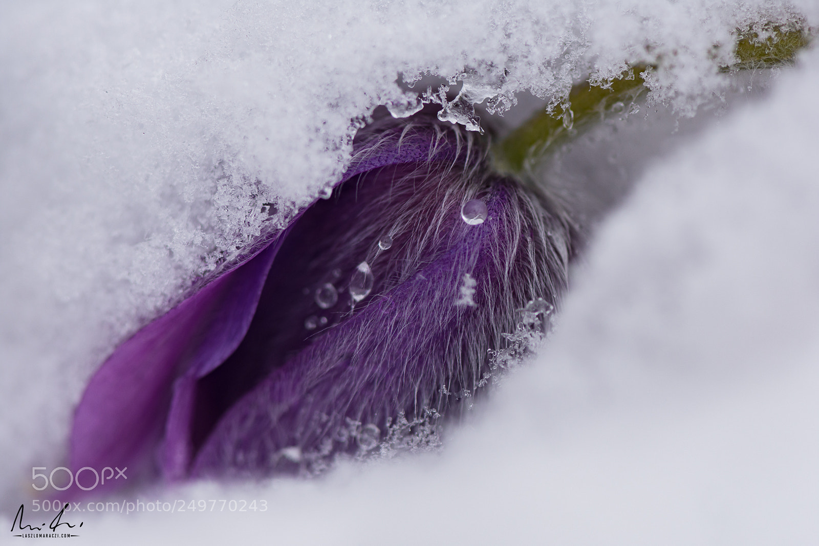 Nikon D7200 sample photo. Under snow blanket photography